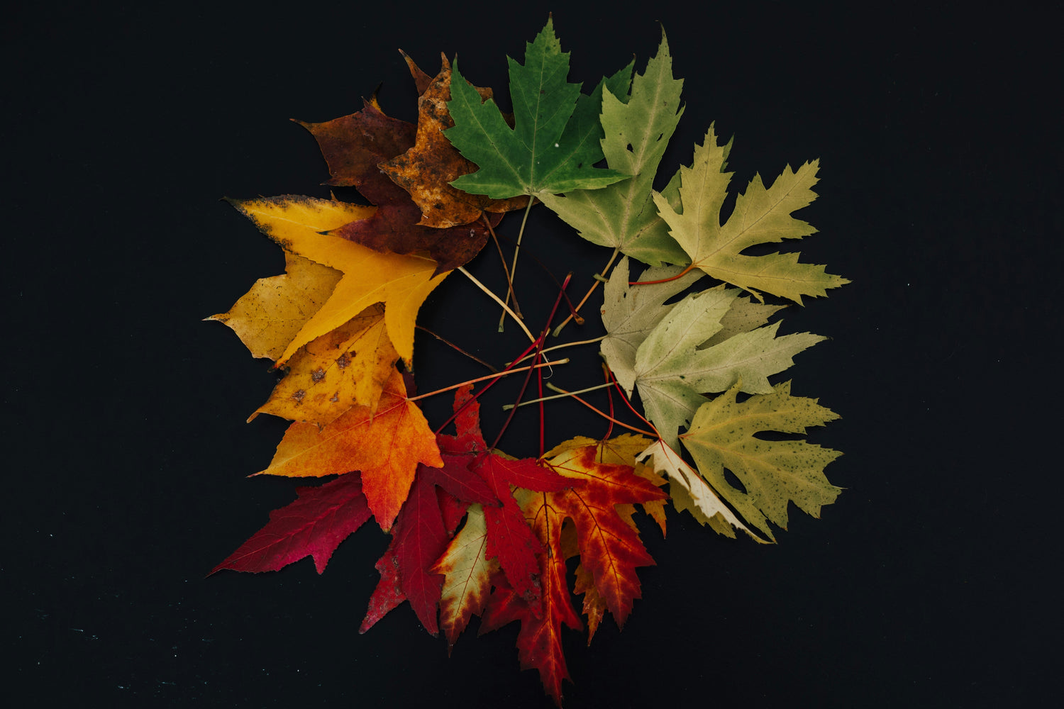 Season Select